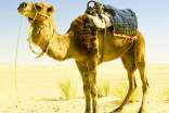 駱駝王子讀后感