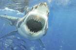 關于鯊魚的作文【實用】