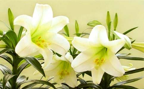 �P�ڰٺϻ�������