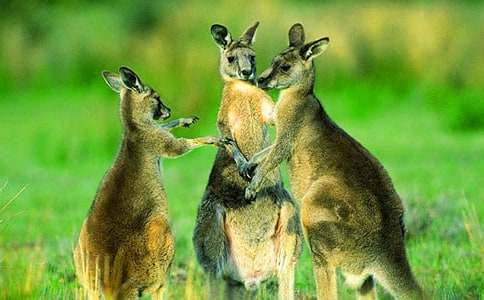 �а��w���̰�������