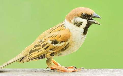 ����ȸ����(y��u)������