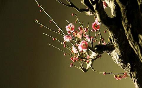 ���p÷������9ƪ