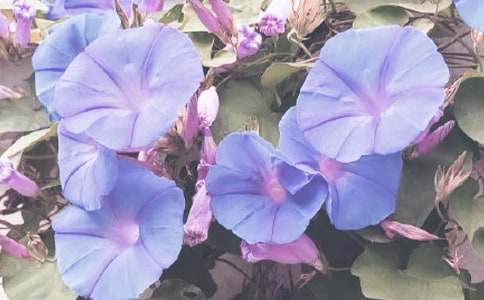 �茑������������