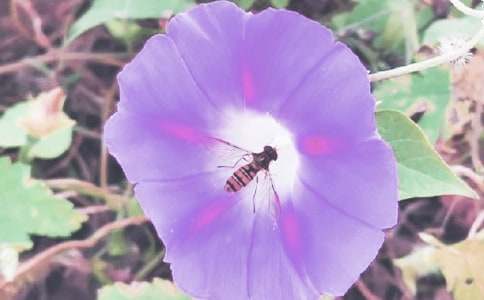 ������ֲ������