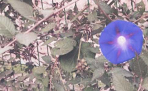 ��ţ������(����15ƪ)