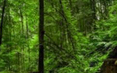 ��(sh��)�õ�ɭ������600�֡���(y��u)��4ƪ��