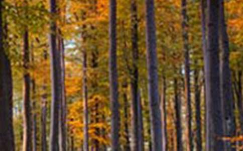 ɭ�ָ������ģ����x53ƪ��