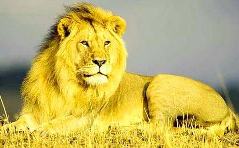 《獅子王》觀后感(優(yōu)選)