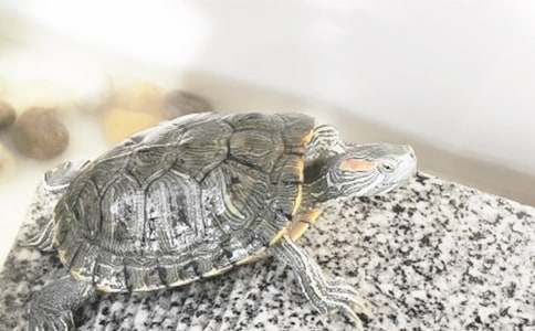 ��ϲ�g��С����С��������