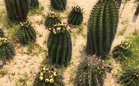 �����ƃ�(y��u)������15ƪ����Ʒ��