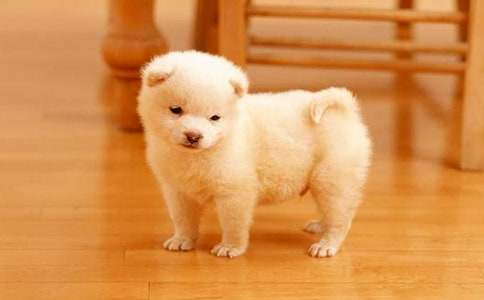 ���P�茑С��������300�օR��8ƪ