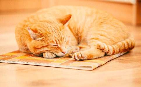 �����á�С؈��(y��u)������400����ƪ