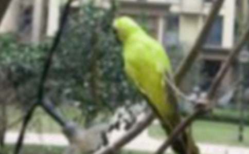 С�B����600��(��(y��u)��4ƪ)