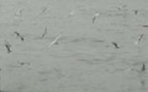 ����������һֻС�B������250��