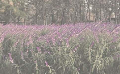 ֲ��@��ӛ���ļ���15ƪ