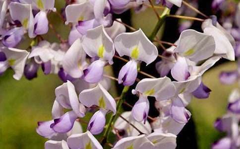 ���ٻ�����600�ְ�ƪ