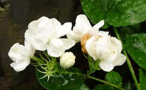 ��һ���������������ģ����x50ƪ��